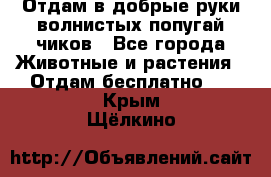 Отдам в добрые руки волнистых попугай.чиков - Все города Животные и растения » Отдам бесплатно   . Крым,Щёлкино